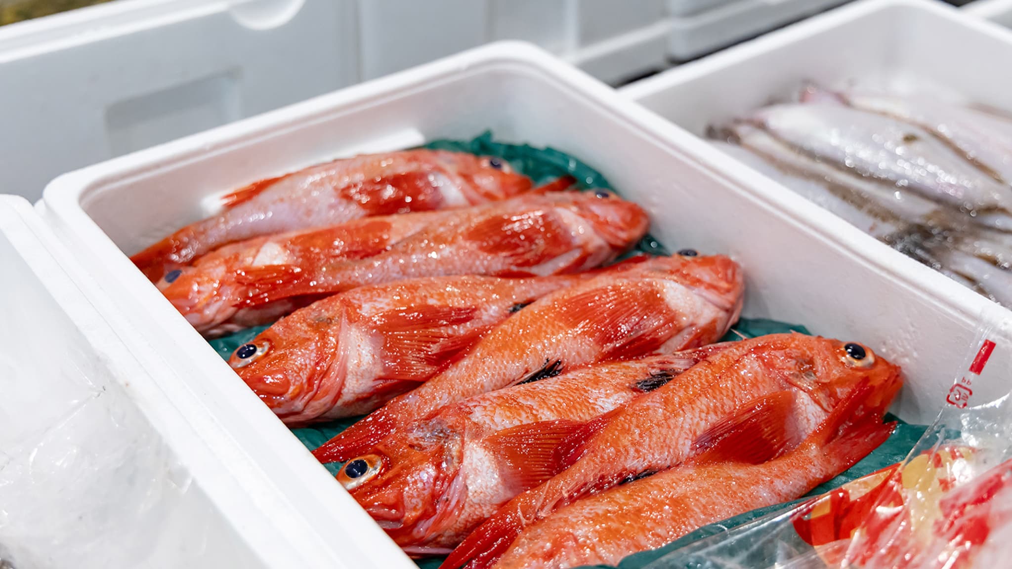 市場の魚が綺麗に並んでいる様子